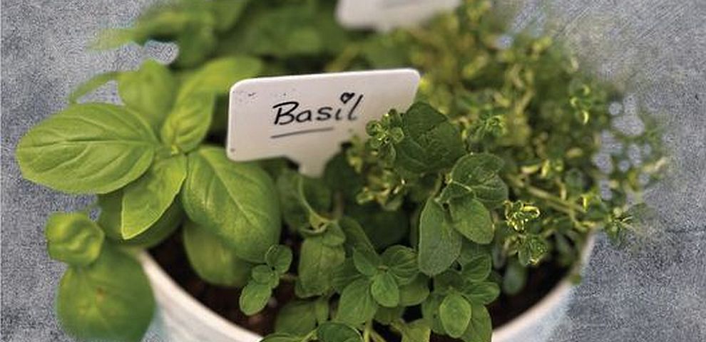 Herb Essentials Planter Workshop (TIME Family of Wines)