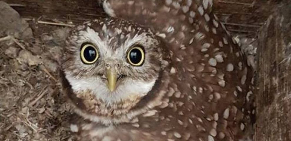 Bringing Back  the Burrowing Owl (Osoyoos Desert Centre)